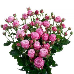 Rosa Tr Lady Bombastic (Роза куст Леди Бомбастик) В50 Цветы Удмуртии