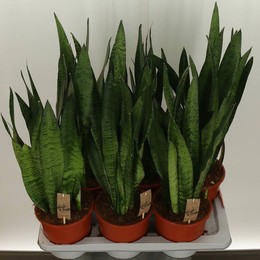 Сансевиерия Зей ( Sansevieria Zey ) W 17 см H 65 см