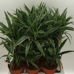 Драцена Де Варнекеи ( Dracaena De Warneckei ) W 17 см H 80 см