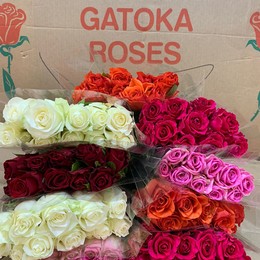 Rosa Kenya Mix (Роза Кения микс) В42 GATOKA