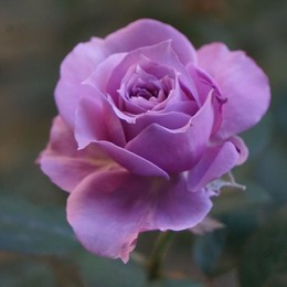 Rosa Gr Lilac Fog ( Сиреневый Туман ) В40 Чеховский Сад