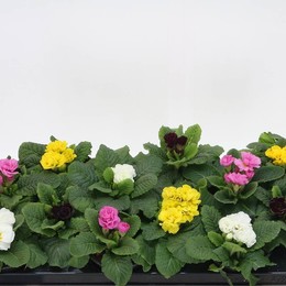 Смесь Примулы И Укропа ( Primula Ac D Rub Mixed ) W 10,5 см H 15 см