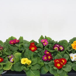 Примула Акаулис Смешанная ( Primula Acaulis Mixed ) W 10 см H 15 см
