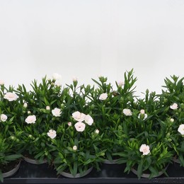 Гвоздика Osc ( Carnation Osc ) W 10,5 см H 21 см