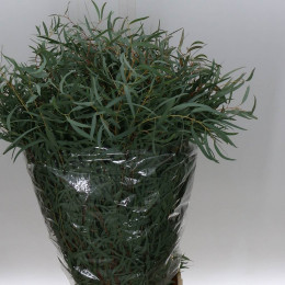 Eucaliptus Nicoli (Эвкалипт Николи) В60