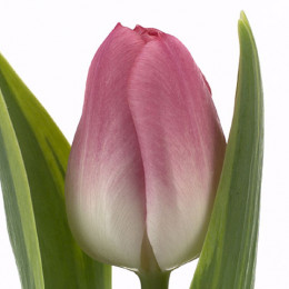 Tulipa En Rosario (Тюльпан Розарио) В40