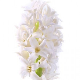 Hyacinthus Top White (Гиацинт Топ Вайт) В30