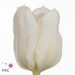 Tulipa du mondial(Тюльпан Ду Мондиал) В36