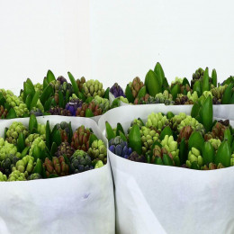 Hyacinthus Mix 4 colour (Гиацинт Микс 4 колор) В30