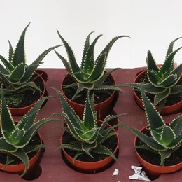 Алоэ Акулеата ( Aloe Aculeata ) W 10,5 см H 1 см