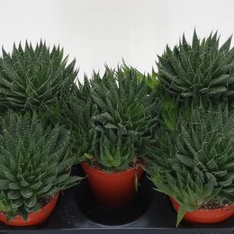 Алоэ Аристата ( Aloe Aristata ) W 12 см H 1 см