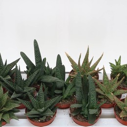 Алоэ Хауорт Смешано ( Aloe Haworth Mixed ) W 10,5 см H 30 см