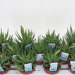 Алоэ Гумилис ( Aloe Humilis ) W 10,5 см H 30 см