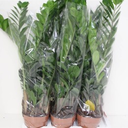 Замио Замиифолия ( Zamio Zamiifolia ) W 17 см H 65 см