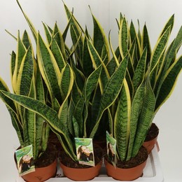 Сансевиерия Лаврентий Замиокулькас ( Sansevieria Laurentii ) W 17 см H 70 см