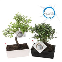 Бонсай Смешанный Горшок Easy Carex В Традиционном Стиле XXXL 17 см Ce ( Bonsai Mixed Easy Carex Pot