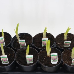 Чеснок Шубертии ( Allium Schubertii ) W 14 см H 23 см