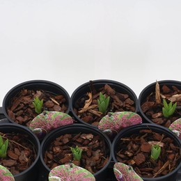 Любители чеснока ( Allium Divers ) W 17 см H 22 см