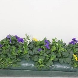 Вешалка для палочек Viola Cornuta ( Viola Cornuta Wand Hanger ) W 50 см H 25 см