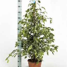 Ficus Golden King (Фикус Голден Кинг) В21