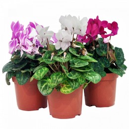 Cyclamen Kl Super Serie Gemengd Ex (Цикламен Супер Серия Геменд)В510