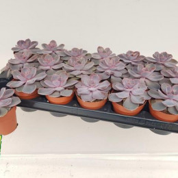 Echeveria Romantic Purple + Glitter (Echeveria Романтический Фиолетовый + Блеск) В1001.10.1939 0:00: