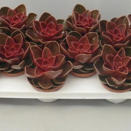 Echeveria Red + Glitter (Echeveria Красный + Блеск) В801.08.2020 0:00:00