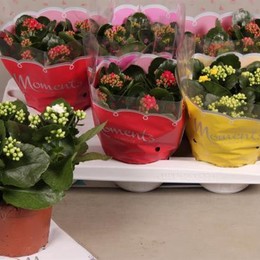 Kalanchoe Calandiva Mix (Каланхоэ Каландива Микс) В12