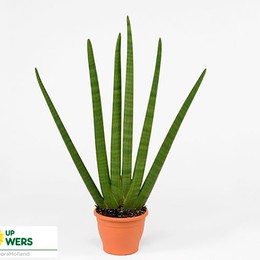 Sansevieria Cylindrica Handshake (Сансевиерии Ма Рукопожатие) В29