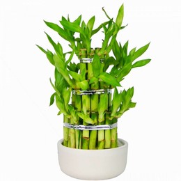 Dracaena Sand. 'lucky Bamboo' (Драцена Сенд Лаки Бамбу) В13