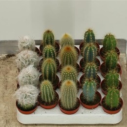 Cactus Gem (Кактус Джем) В6