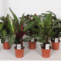 Calathea Gemengd (Калатея Gemengd) В12