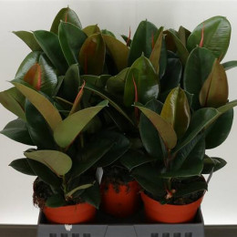 Ficus elastica Robusta (Фикус Эластика Робуста) В17