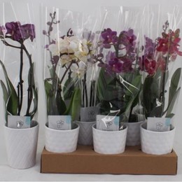 Phalaenopsis Gem Multi (Фаленопсис Гем Мульти) В12