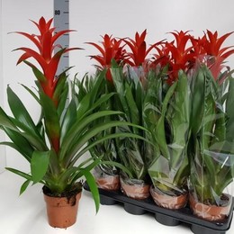 Guzmania Amoretto (Гузмания Аморетто) В13