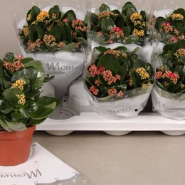 Kalanchoe Bl Ros Mixed 5 Colour (Каланхое Рос Миксд 5 Колор)В6