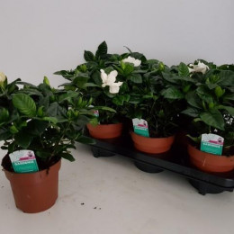 Gardenia Jasminoides (Гардения Жасминойдес) В13