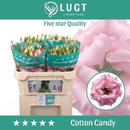 Lisianthus Cotton Candy (Эустома Коттон Канди) В70