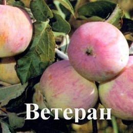 Яблоня Ветеран