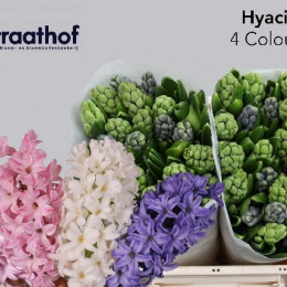 Hyacinthus Mix 4 colour (Гиацинт Микс 4 колор) В35