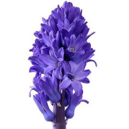 Hyacinthus Blue (Гиацинт Блу) В45