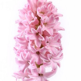 Hyacinthus Fondant (Гиацинт Фондант) В30