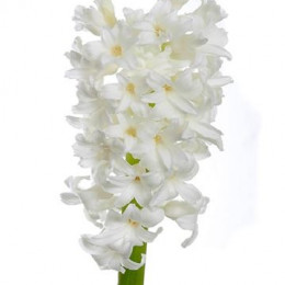 Hyacinthus Aiolos (Гиацинт Айолос) В30