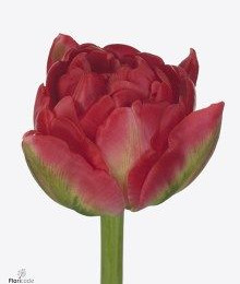 Tulipa Du pamplona (Тюльпан Ду Памплона) В35