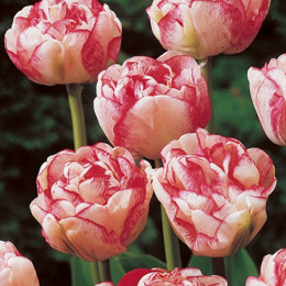 Tulipa du voque(Тюльпан Ду Вок) В35
