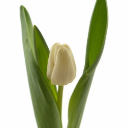 Tulipa En Ov- Antartica (Тюльпан Эн Ов-Антарктика) В40