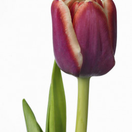 Tulipa En Armani (Тюльпан Эн Армани) В40