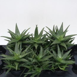 Алоэ Мятные Полоски ( Aloe Mint Stripes ) W 15 см H 1 см