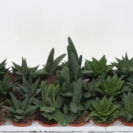 Смешанное Алоэ ( Aloe Mixed ) W 8,5 см H 1 см