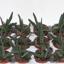 Алоэ Variegata ( Aloe Variegata ) W 8,5 см H 1 см